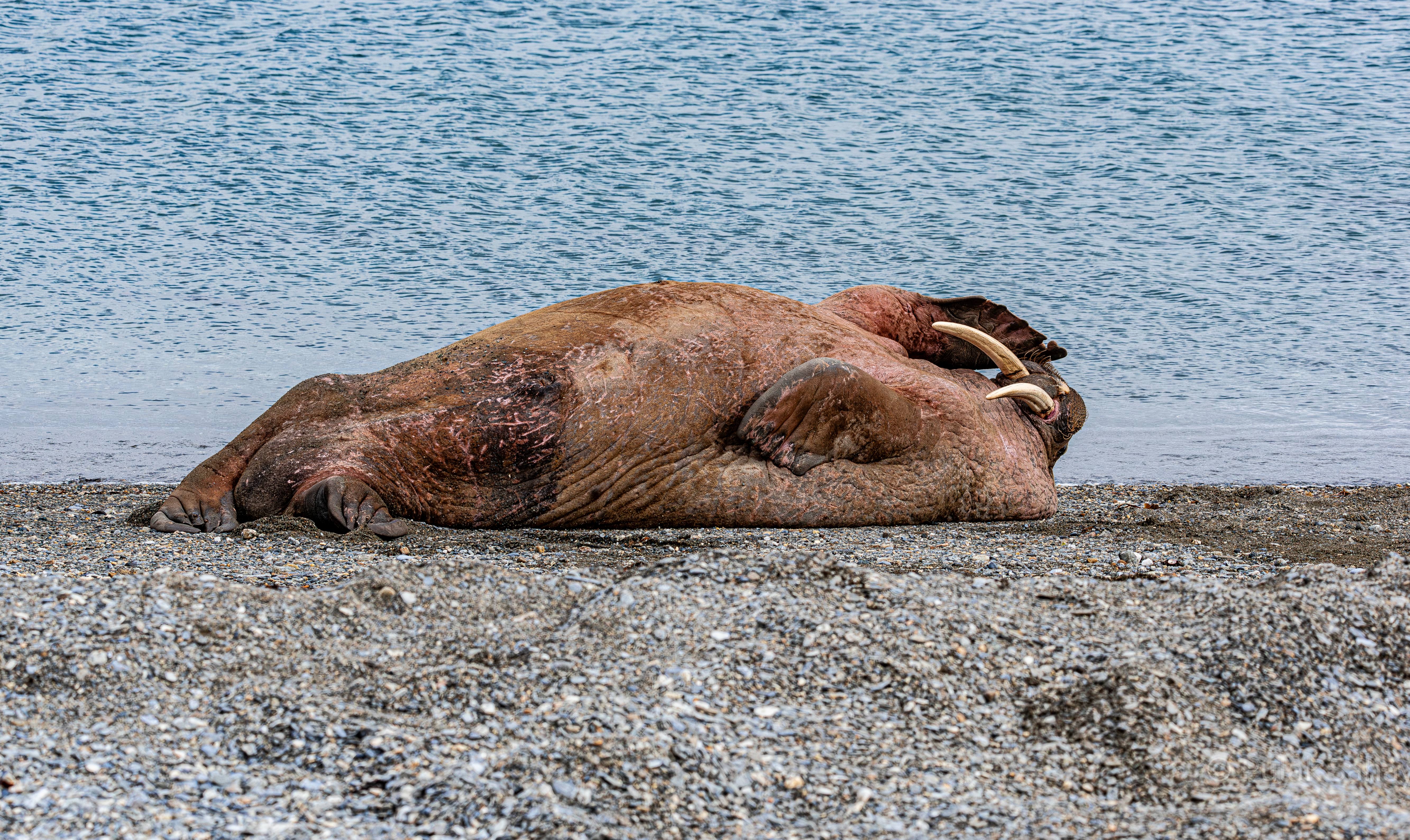 Walrus on back saluting